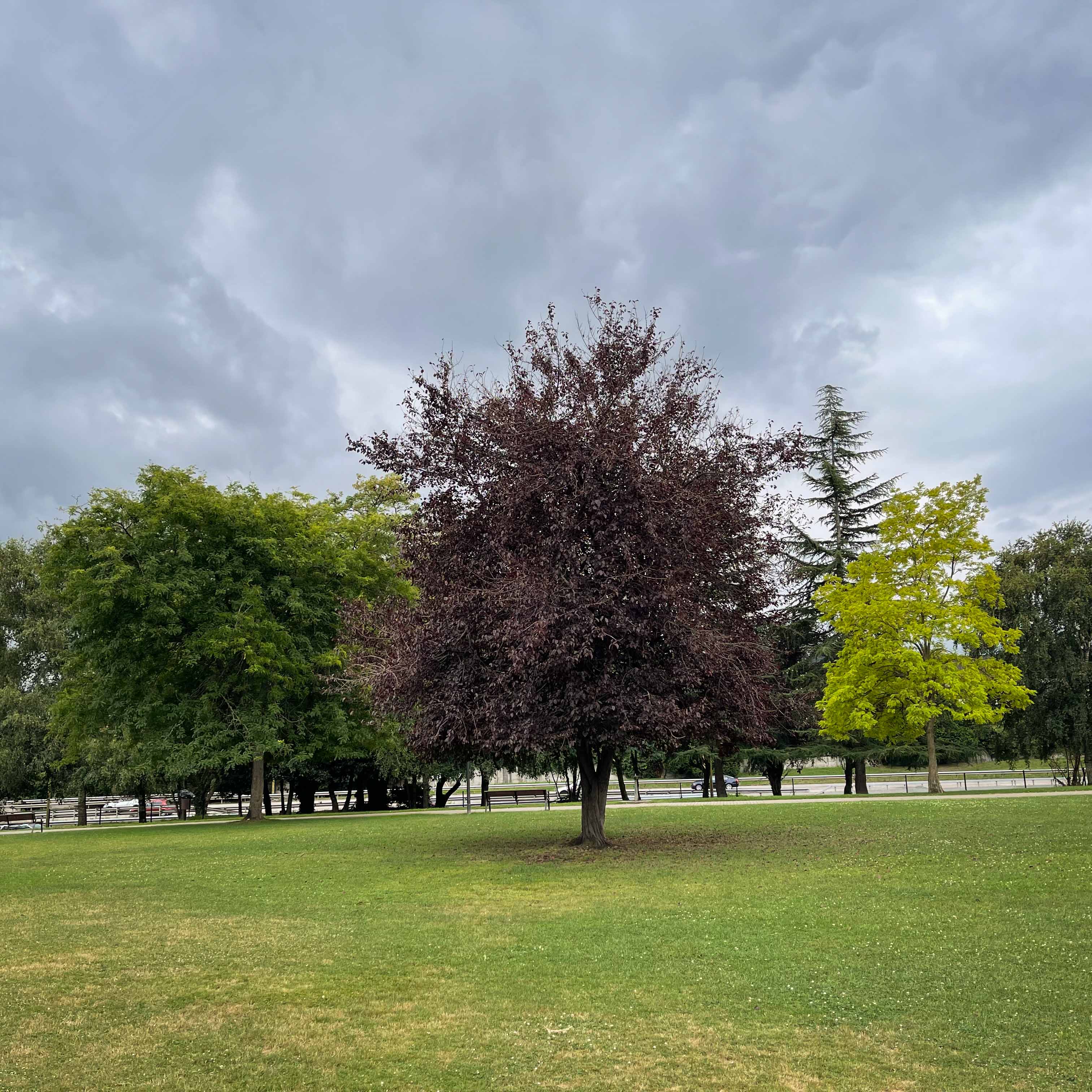 Paisaje otoñal 3